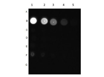AKT1 Antibody