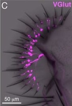 DsRed Antibody