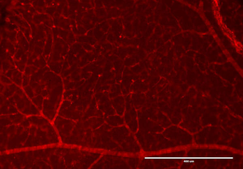DsRed Antibody