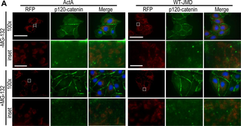 DsRed Antibody