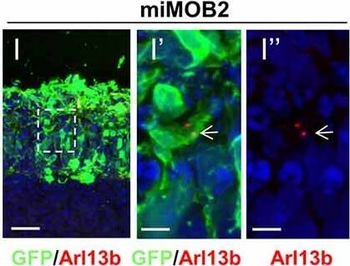 DsRed Antibody