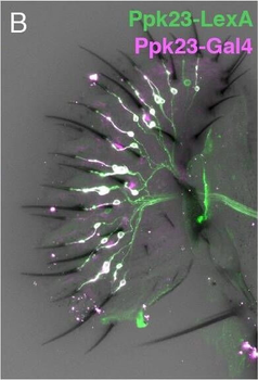 DsRed Antibody