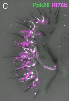 DsRed Antibody