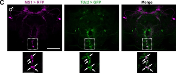 DsRed Antibody