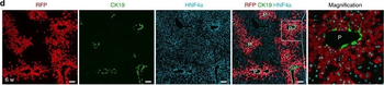 DsRed Antibody