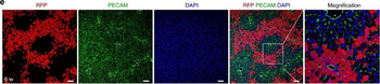DsRed Antibody