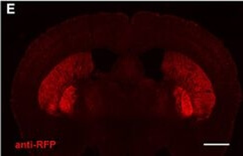 DsRed Antibody