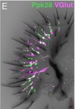 DsRed Antibody