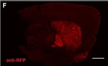 DsRed Antibody