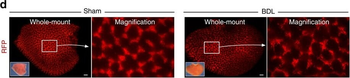 DsRed Antibody