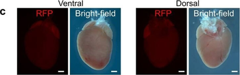 DsRed Antibody