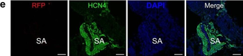DsRed Antibody