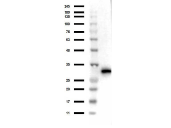 DsRed Antibody