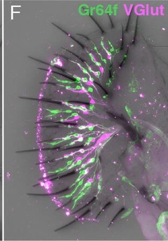 DsRed Antibody