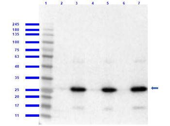 DsRed Antibody