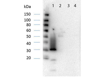 DsRed Antibody