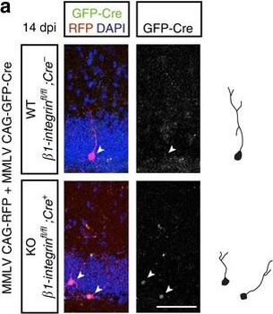 DsRed Antibody