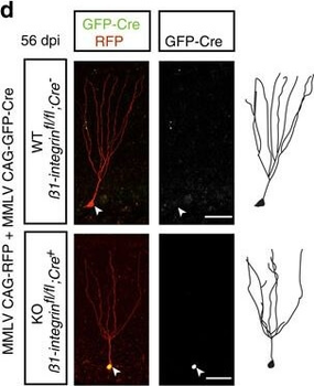DsRed Antibody