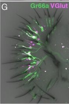 DsRed Antibody