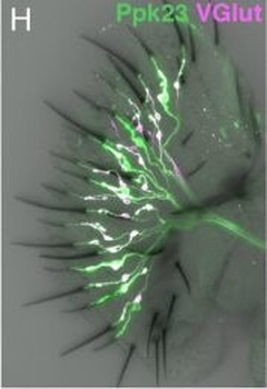 DsRed Antibody