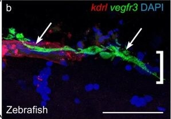 DsRed Antibody