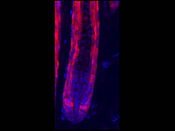 DsRed Antibody