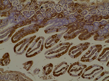 DsRed Antibody