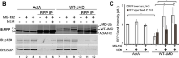 DsRed Antibody
