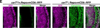 DsRed Antibody