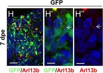 DsRed Antibody