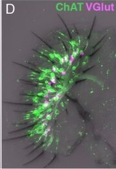 DsRed Antibody