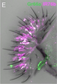DsRed Antibody
