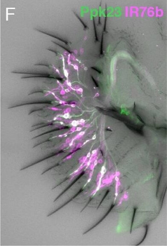 DsRed Antibody