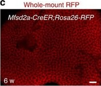 DsRed Antibody