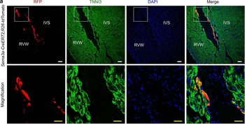 DsRed Antibody
