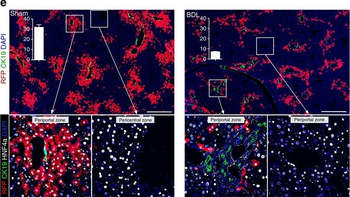 DsRed Antibody