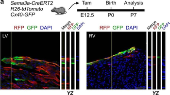 DsRed Antibody