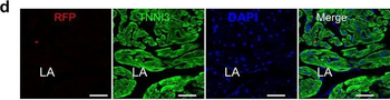 DsRed Antibody