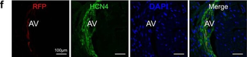 DsRed Antibody