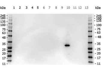 DsRed Antibody