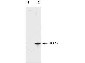 DsRed Antibody
