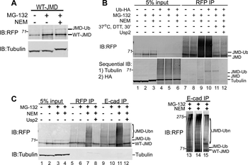 DsRed Antibody