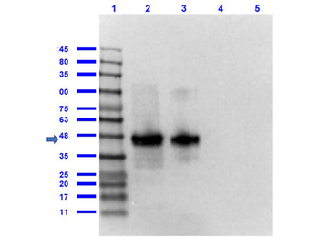 DYKDDDDK Tag (FLAG) Antibody