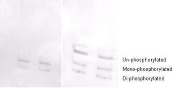 MYL12A Antibody