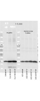 MYL12A Antibody
