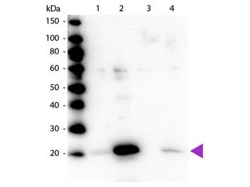 MYL12A Antibody
