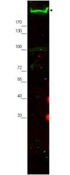 NES Antibody