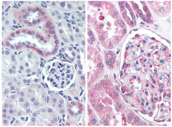 NES Antibody