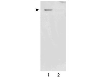 NES Antibody