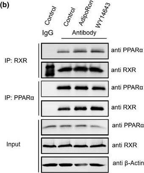 Ppara Antibody